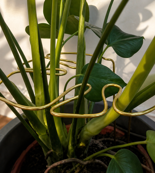 Monstera Support Frame