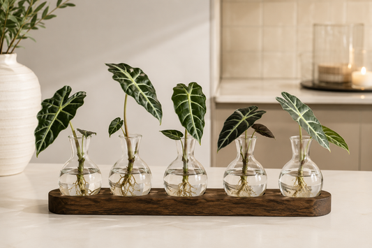 Modern Glass Propagation Station with Wooden Tray