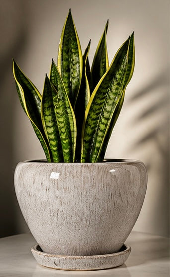 Forma Textured Planter – Luxury Neutral Ceramic Pot (10”)